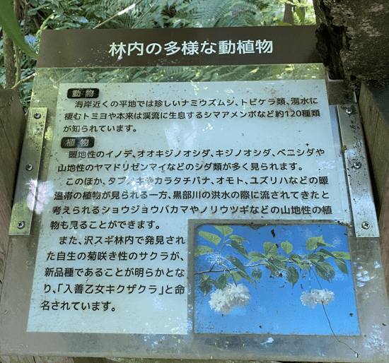 杉沢の沢スギ_林内の多様な動植物